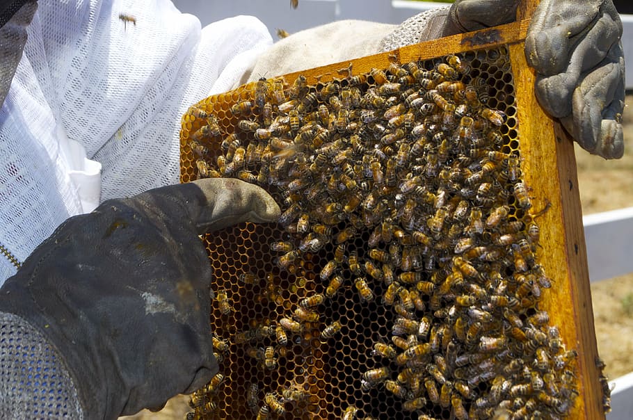 pessoa segurando favo de mel, mel, abelha, pote de mel, insetos, abelhas, inseto, mel para venda, apicultor, apicultura