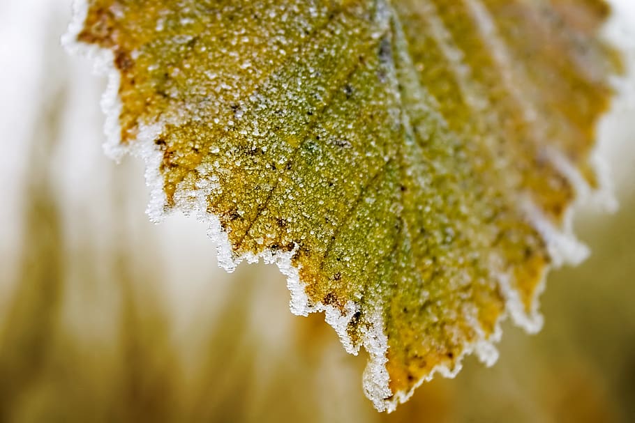 leaf, plant, ice, snow, winter, close-up, yellow, growth, beauty in nature, nature