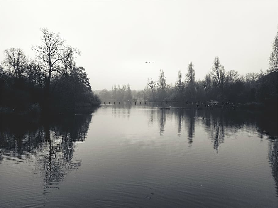 landscape photography, lake, shore, water, birds, trees, nature, reflection, tree, tranquility