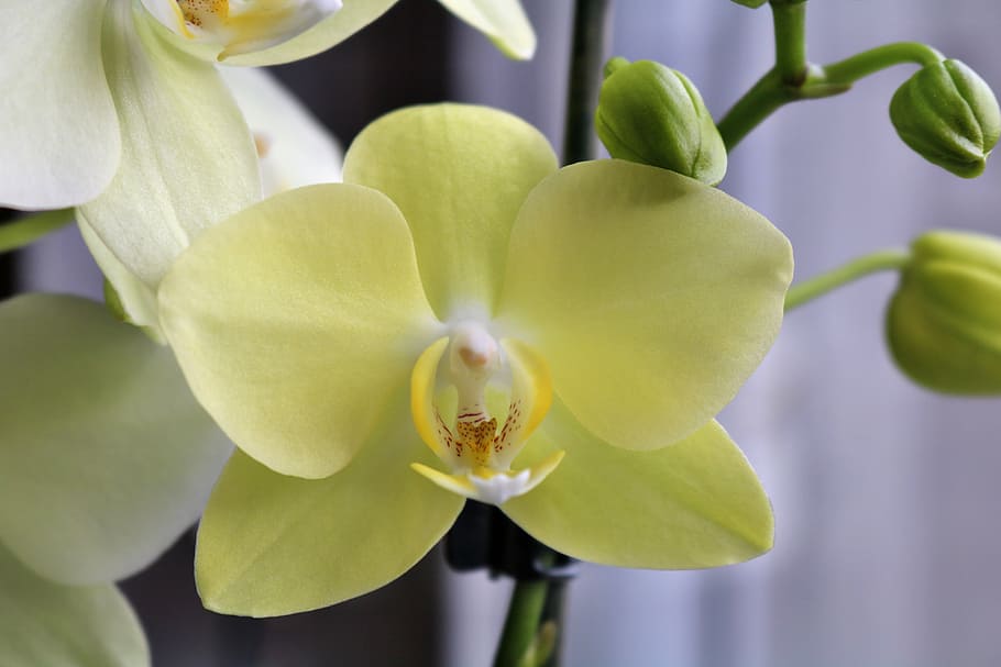 orquídea, amarillo, planta, flores, cerrar, macro, phalaenopsis orquídea, phalaenopsis, planta de interior, brote