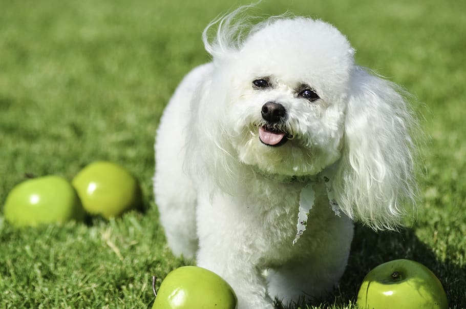 small dog, white dog, fluffy dog, puppy, bichon frise, fluffy ears, green, green apples, grass, dog in grass