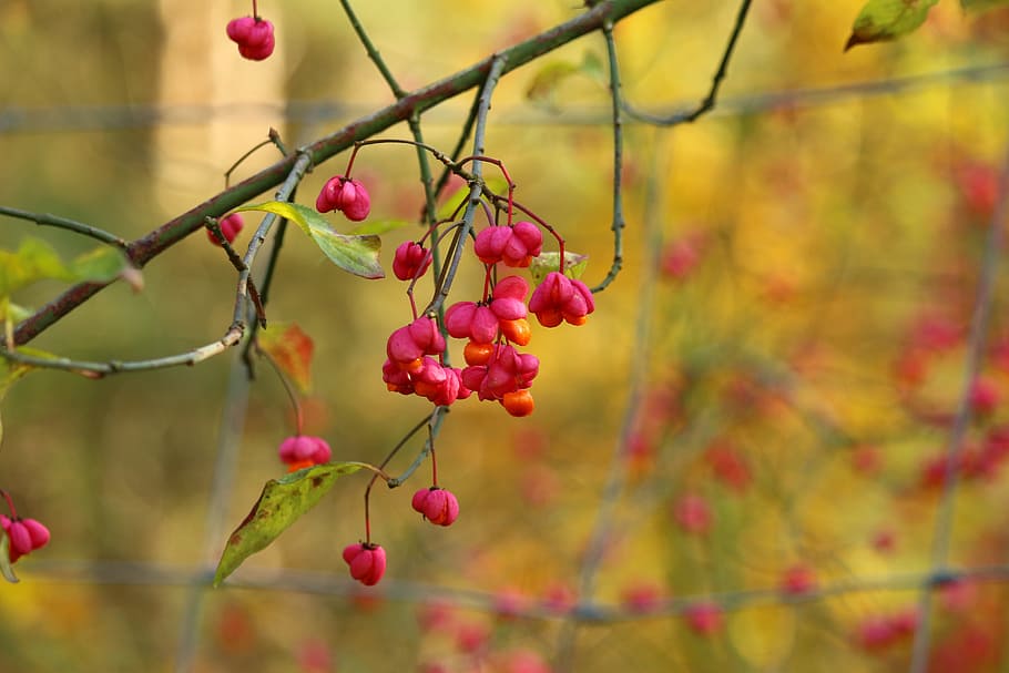 autumn, spindle, blossom, bloom, ornamental shrub, fortunei, color, nature, bright, food and drink