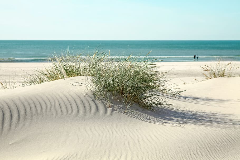 praia, dunas, suave, grama de duna, mar do norte, água, dinamarca, areia, ondulado, costa