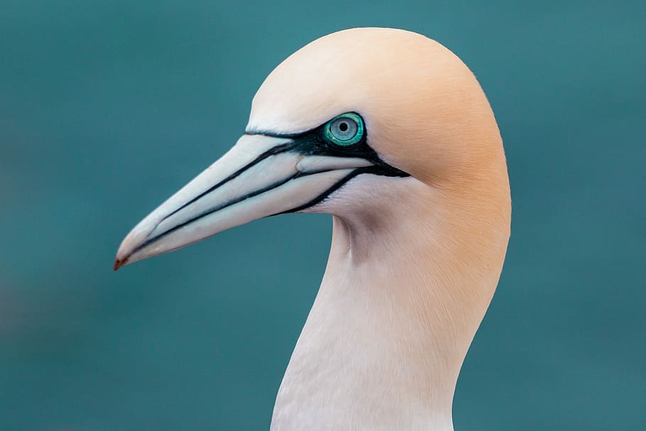 closeup, photography, pink, white-beaked bird, northern gannet, boobies, morus bassanus, pelecaniformes, bird, nature