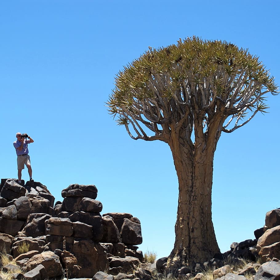 quiver tree, namibia, africa, tree, exotic, sky, plant, one person, clear sky, blue