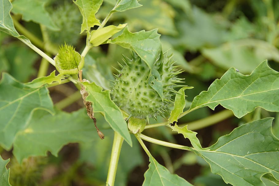 Thorn Apple, Toxic, green, medicinal plant, herbalism, fatal, plant, leaf, nature, green Color