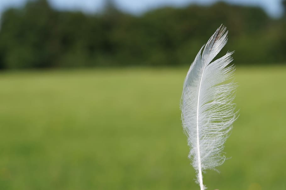 white feather, feather, lightweight, ease, slightly, featherweight, light-weight, landscape, wind, summer