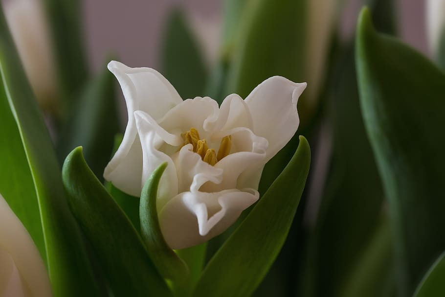 white tulips, tulips, spring, onion flowers, tulipa, nature, plant, flower, tulip, close-up