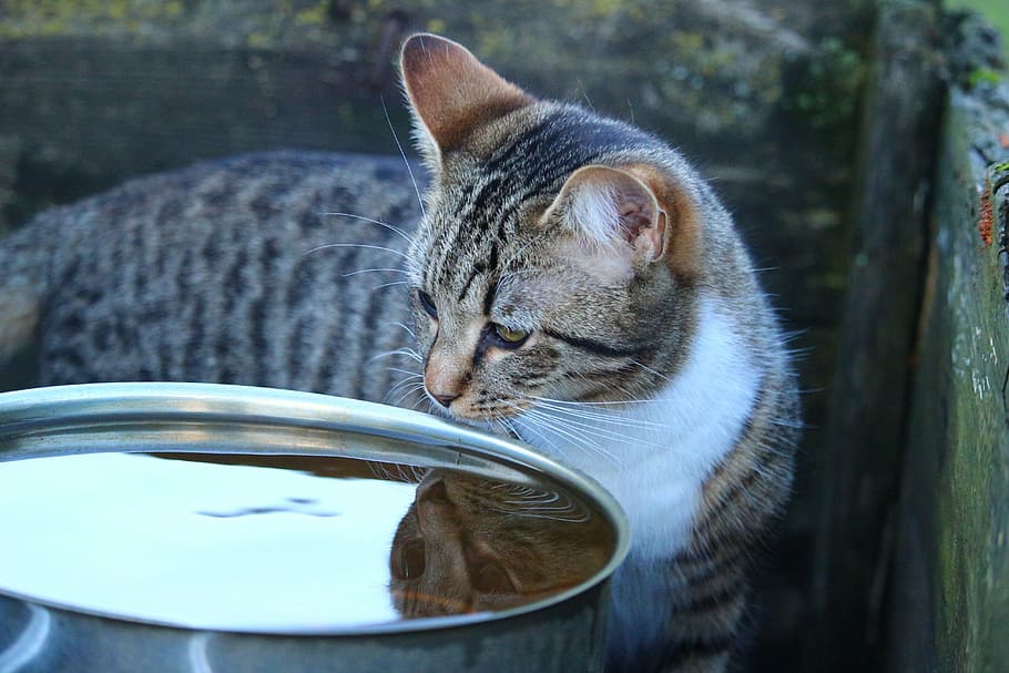 gato, gatito, agua, imagen de espejo, caballa, mieze, gato tigre, bebida, gato doméstico, Animal
