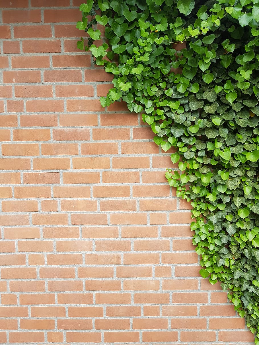 background, wall, ivy, clinker bricks, hauswand, leaves, texture, pattern, phone wallpaper, architecture