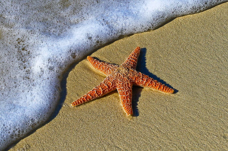 rojo, estrella de mar, orilla del mar, animal, playa, burbujas, costa, equinodermo, invertebrados, naturaleza