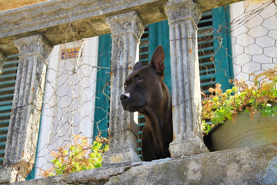 dog, view, balcony, building, architecture, views, pets, beautiful, animals, dogs