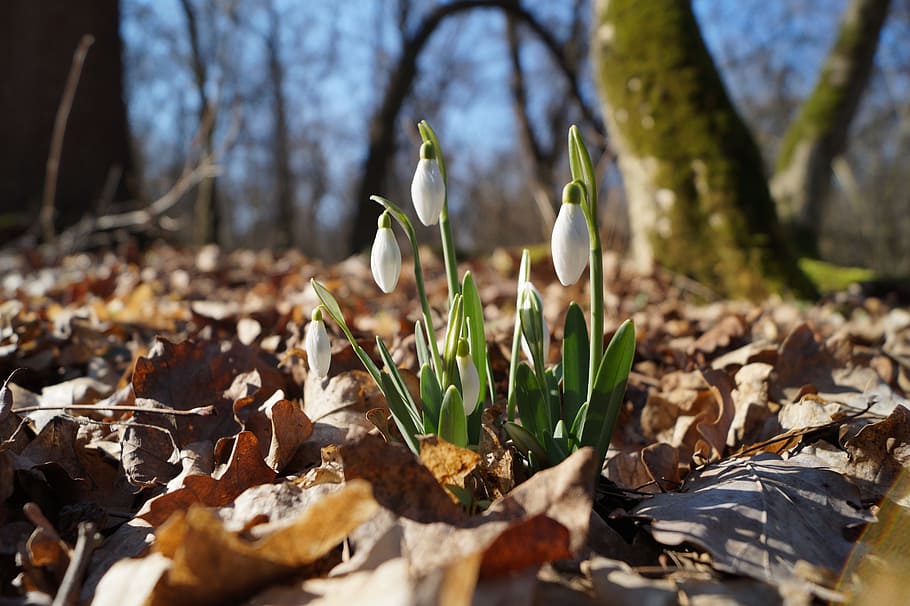 snowdrop, spring, forest, plant, nature, leaf, plant part, tree, autumn, day
