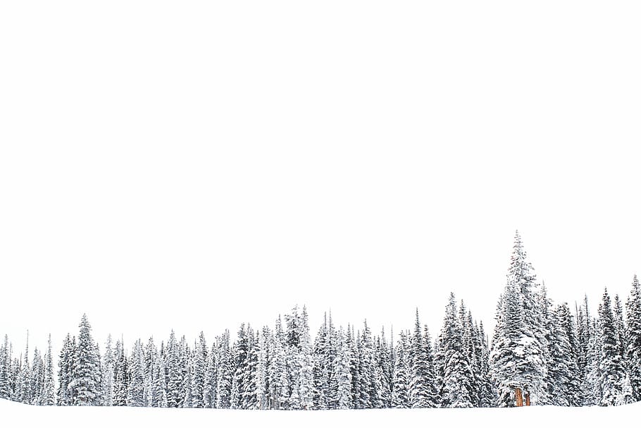 pine trees, coated, snow, nature, tree, forest, woods, winter, white, landscape