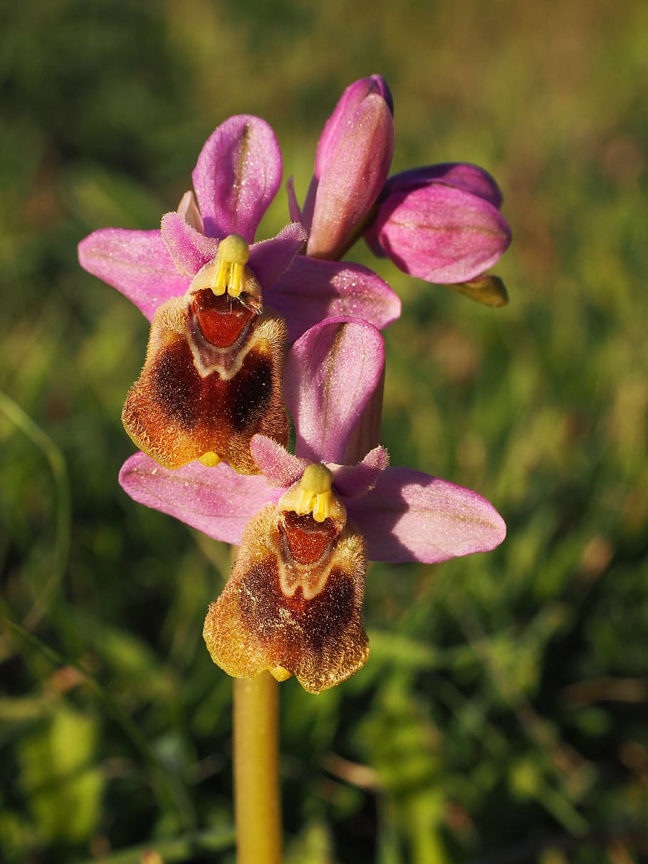 ophrys tenthredinifera, orchid, flower, blossom, bloom, orchidaceae, ophrys, kerf loz, flowering plant, plant