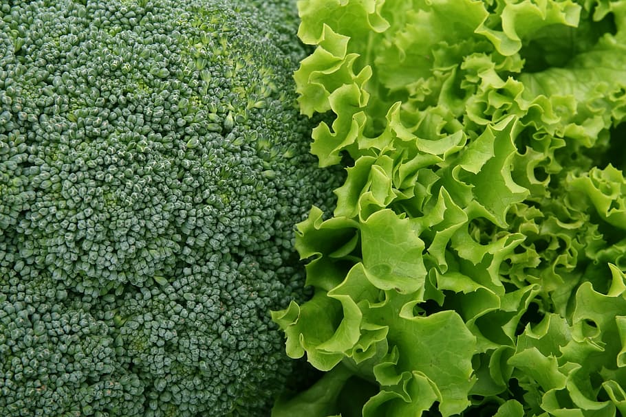 green vegetable, appetite, broccoli, brocoli broccolli, calories, catering, closeup, colorful, cookery, cooking