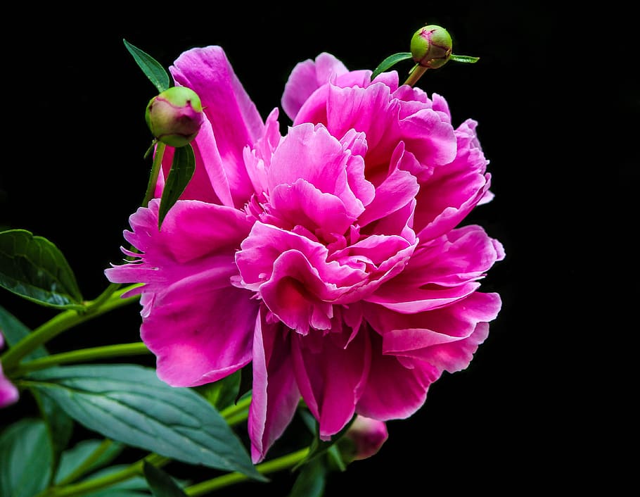 blooming, pink, petaled flower, pink peony, flower petals, peony bud, paeonia, perennial, spring flower, fuchsia