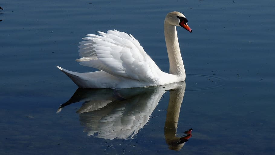 Swan, Water, Mirroring, Bird, Lake, bird lake, lake constance, water bird, one animal, animals in the wild