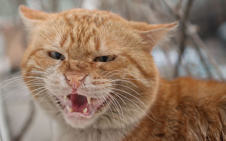cat, tomcat, almost, angry, raymond, orange, fur, pet, mammalian, feline