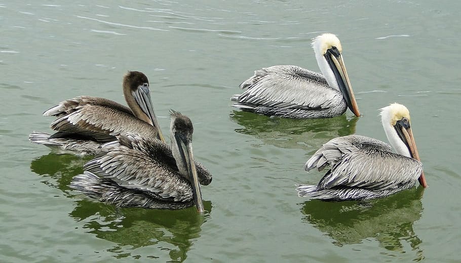 pelican, brown pelican, mexico, bird, animal, beak, wildlife, nature, water, animals in the wild