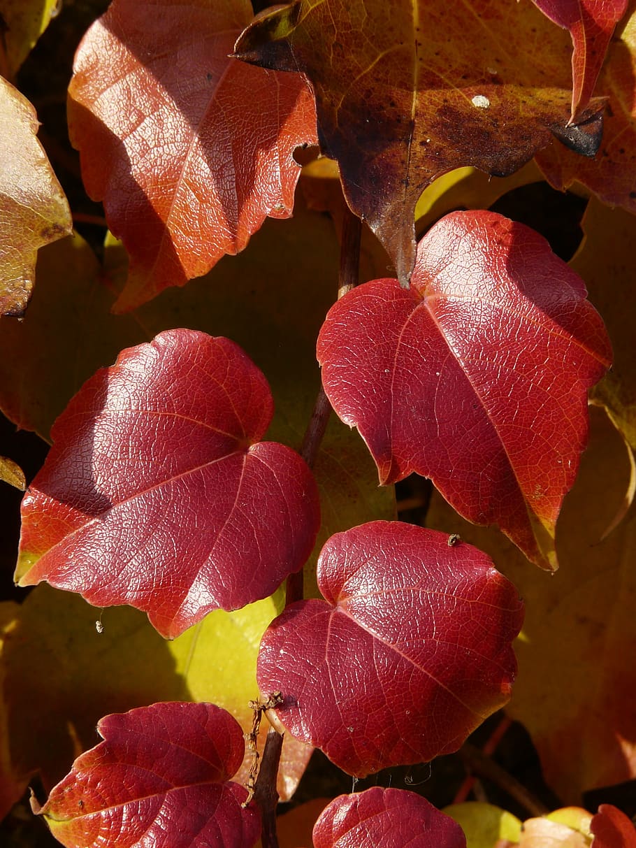 folhas de videira, parceiro de vinho, coloração, vermelho, outono, folhas, folhagem de outono, videira selvagem, vitis vinifera, vinho genuíno parceiro