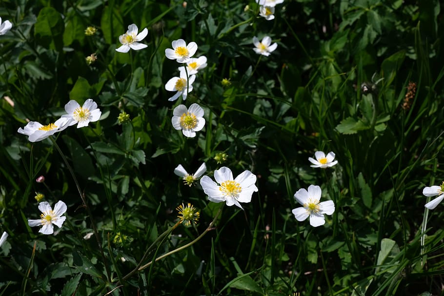 ranunculus aconitifolius, flor, branco, flor alpina, planta alpina, pé-de-cabra-de-esturjão, pé-de-cabra, pé-de-galinha, hahnenfußgewächs, ranunculaceae
