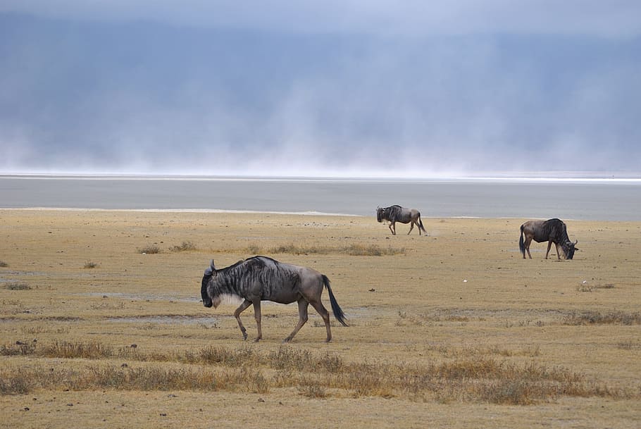 Cráter de Ngorongoro, Salt Lake, Gnu, África, Tanzania, naturaleza, safari Animales, vida silvestre, animal, animales en estado salvaje