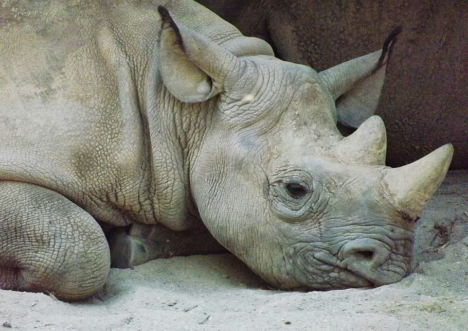 rhinoceros, kel, animals, animal, head, zoo, mammal, protected, the endangered, rare