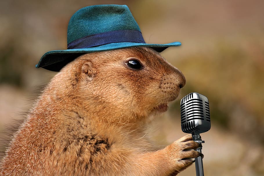 rodent, holding, gray, microphone, prairie dog, singing, musical rodent, nature, animal, brown