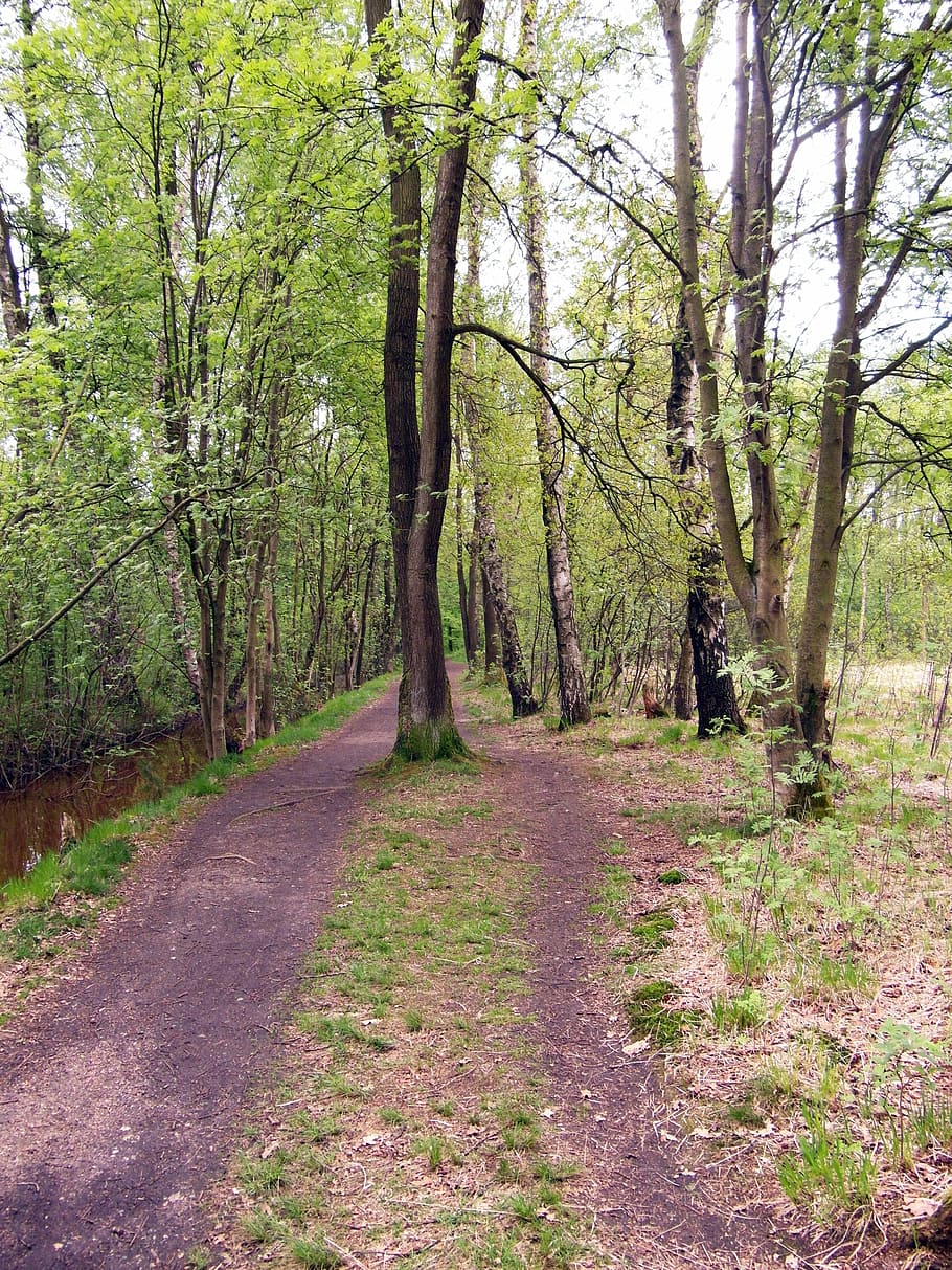 sendero, sendero forestal, caminar, primavera, amarrar, Raakmoor, Hamburgo, árbol, bosque, naturaleza