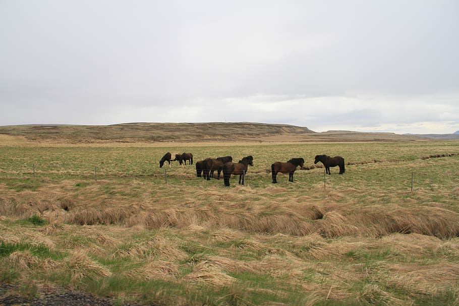 iceland, nature, horse, animal, animal themes, mammal, grass, group of animals, field, landscape