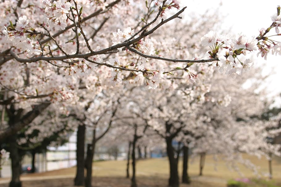 Cherry Blossom, Wood, Spring, tree, nature, springtime, blossom, branch, flower, flower Head