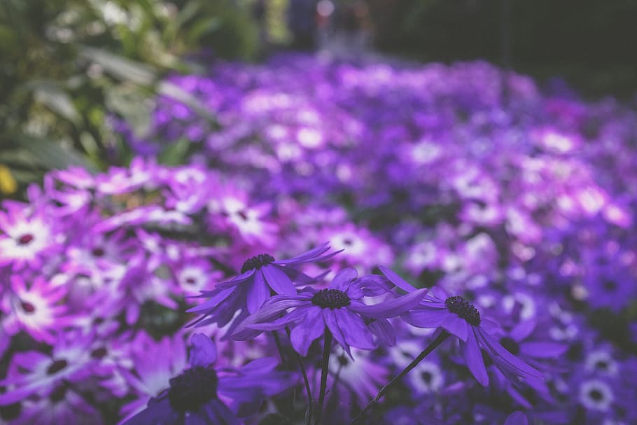 ungu, bunga, mekar, daun, kelopak, taman, luar ruangan, alam, kabur, tanaman berbunga