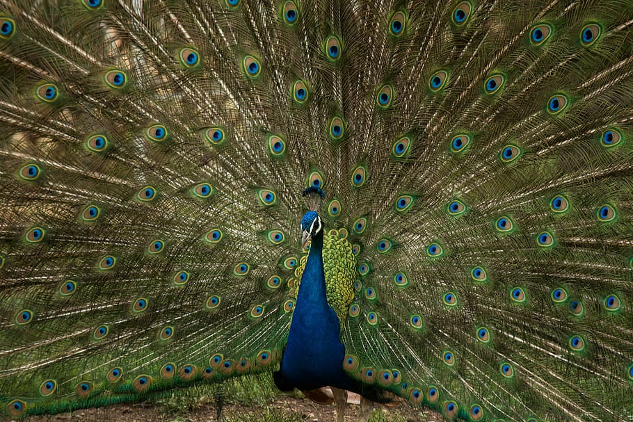 azul, verde, pavão, marrom, animais, pássaros, penas, plumagem, bela, majestoso