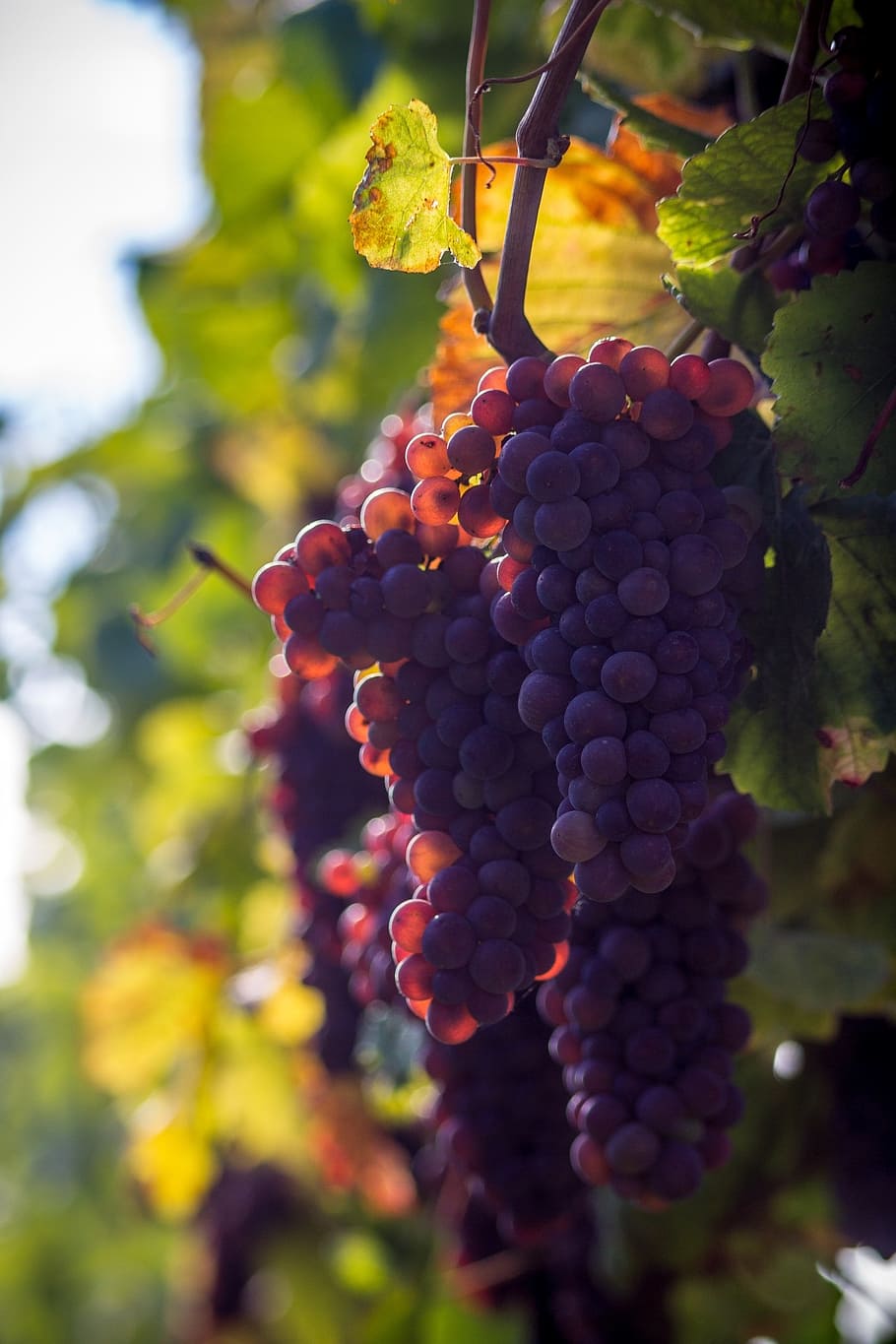 grapes on tree, grape, grapes, wine berries, berries, grapevine, vine, leaves, autumn, ripe