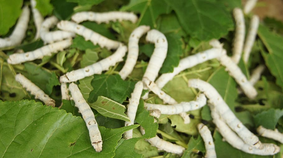 silkworm, summer share in, mulberry, who in the powder, ze-drying soap in the, green color, plant part, leaf, close-up, plant