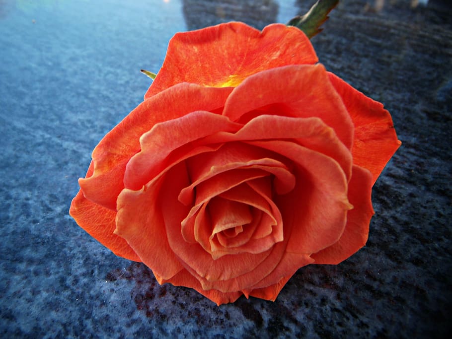 Rosa Pink Orange Petals Reflection Marble Perspective Peace Beauty Stillness Orange Pxfuel