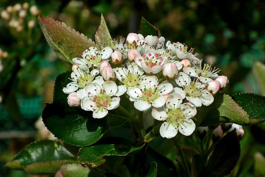 flowers, fruit trees, spring, flourishing, nature, branch, tree, sad, the petals, apple