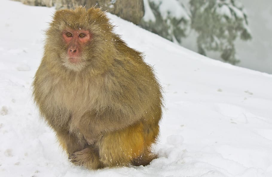 snow, winter, cold, mammal, nature, wood, outdoors, tree, mountain, monkey