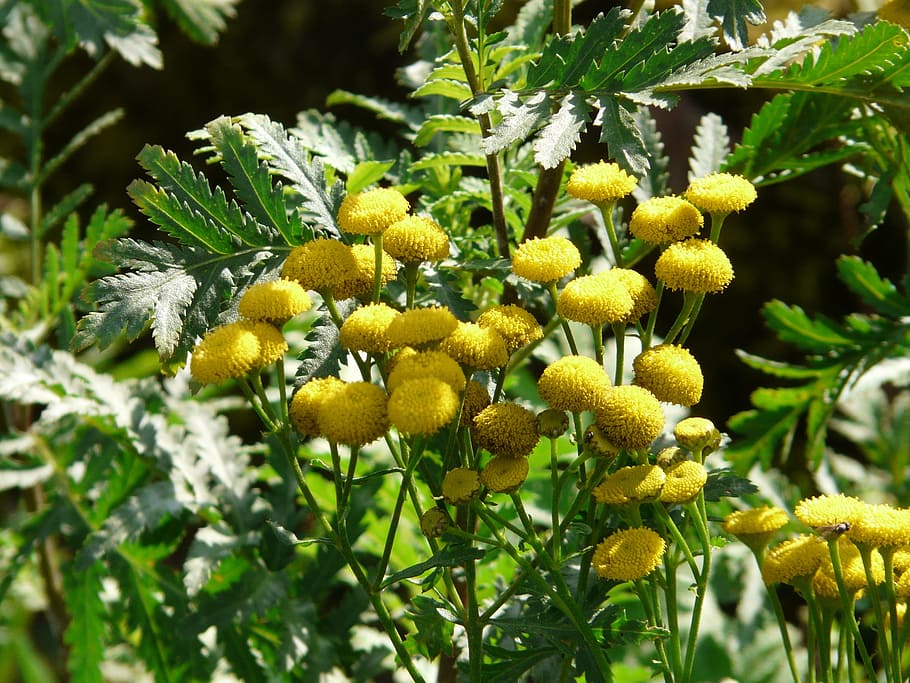 Tansy, Flower, Blossom, Bloom, persicaria, flower buttons, yellow, bright yellow, lemon, tanacetum vulgare
