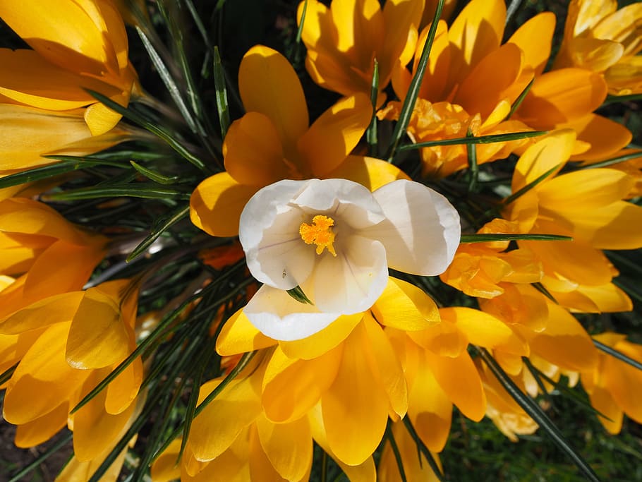 crocus, white, individually, centrally, central, dominant, important, outstanding, flower, spring
