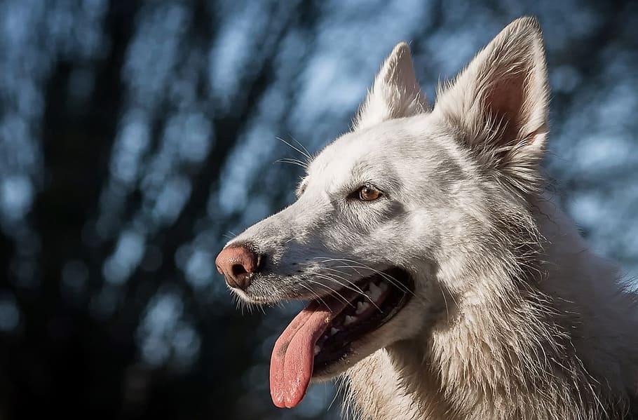 short-coated, white, dog, trees, daytime, focus, Alaskan Malamute, animal, animals, domestic animal