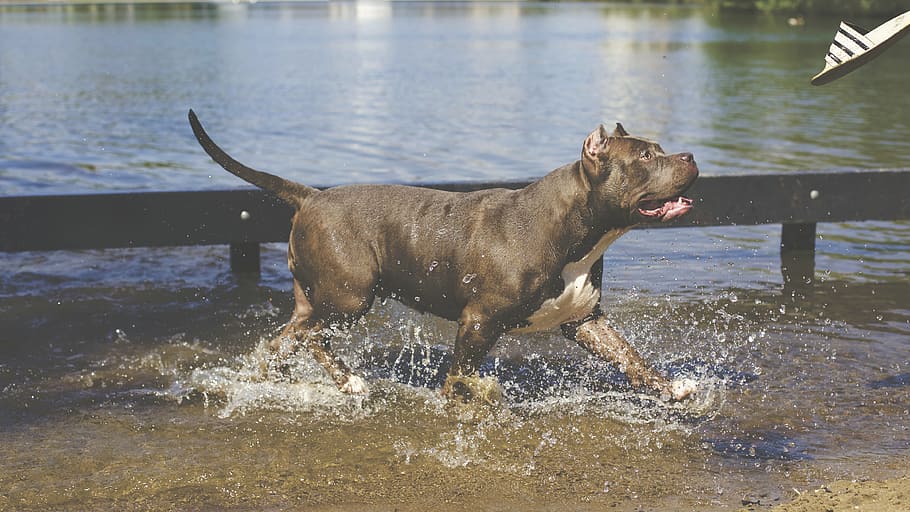 adulto, preto, branco, americano pit bull terrier, andando, corpo, água, cachorro, animal, feliz