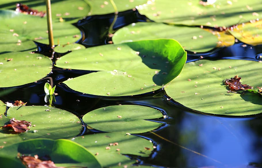 lírio d'água, folhas, flor da água, planta aquática, verde, lagoa, biótopo, lagoa do jardim, almofada de lírio, lago rosa