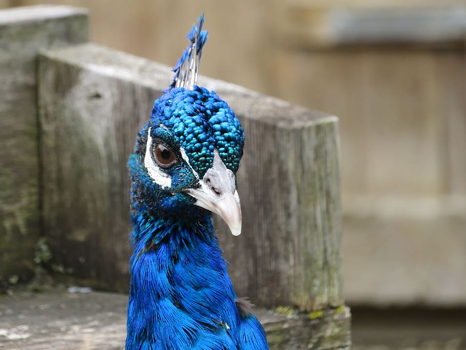 peacock, blue, feather, bird, colorful, animal, plumage, color, nature, pattern