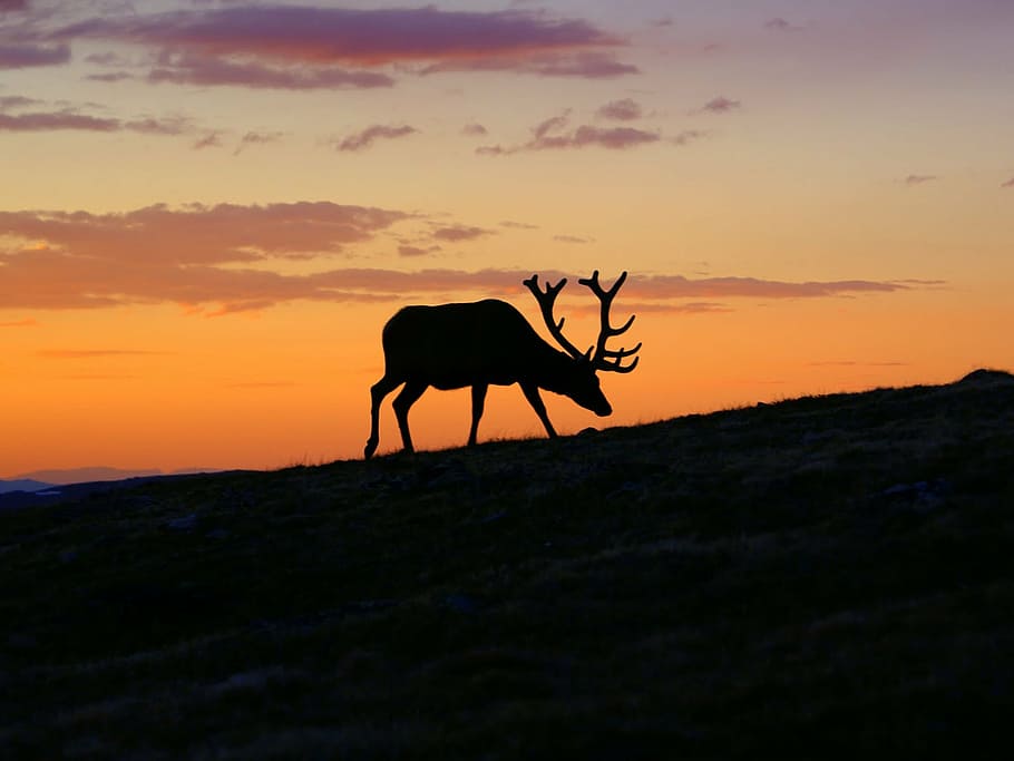 HD wallpaper: sunset, deer, biches, summer, twilight, nature, sky