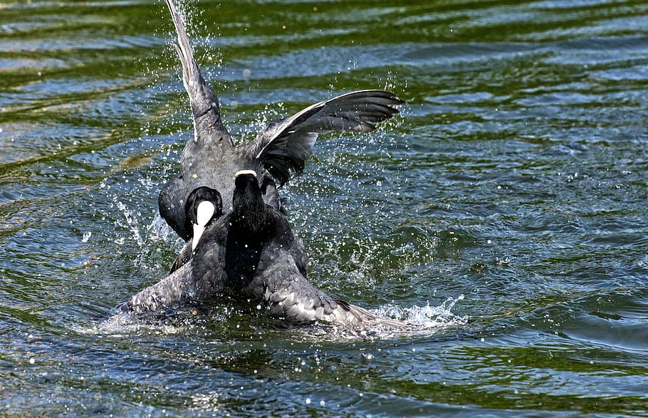 coots, argue, fight, wing, waters, nature, waterfowl, plumage, fluffy, feather