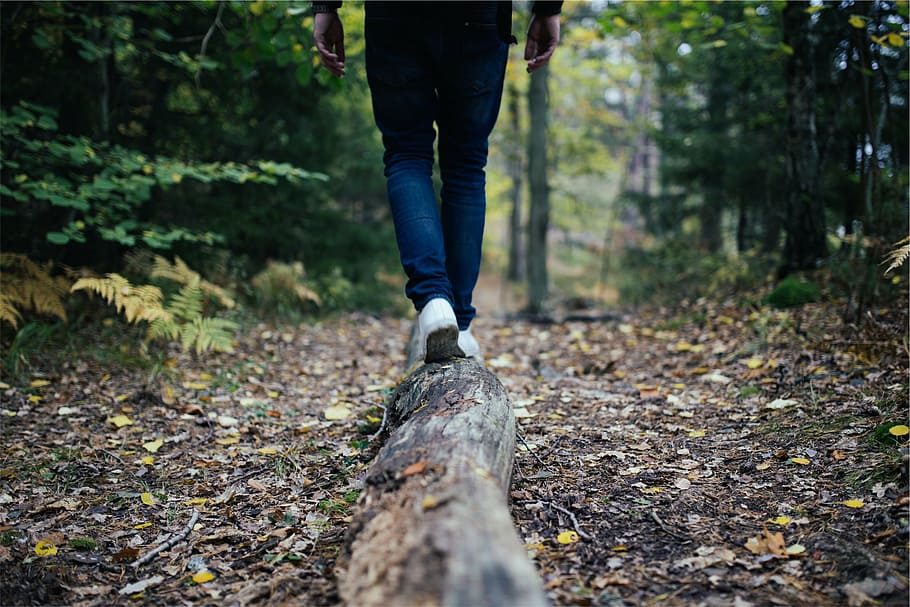 person, standing, brown, green, leaves, walking, log, forest, wood, hiking