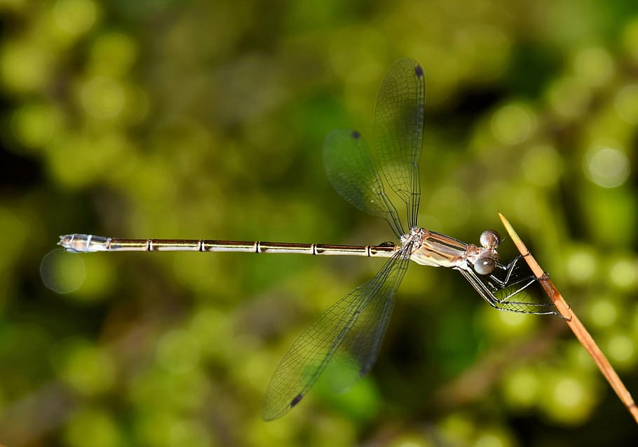 brown, damselfly, perched, stick, selective, focus photography, insect, insectoid, winged, bug