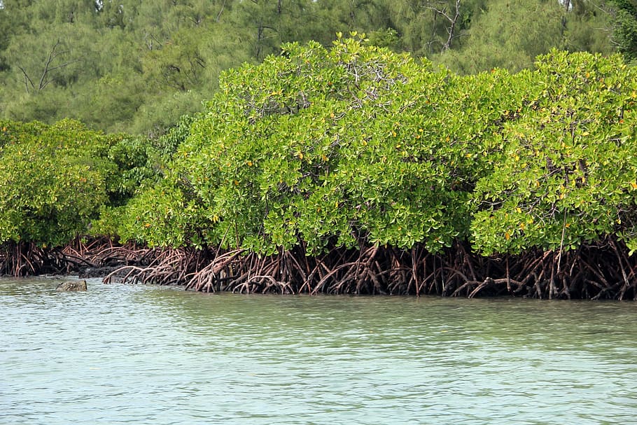 mangrove plants, body, water, daytime, mangrove, green, tropical, plant, nature, tree
